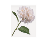 Hortensia Steel Crã„ÂMe