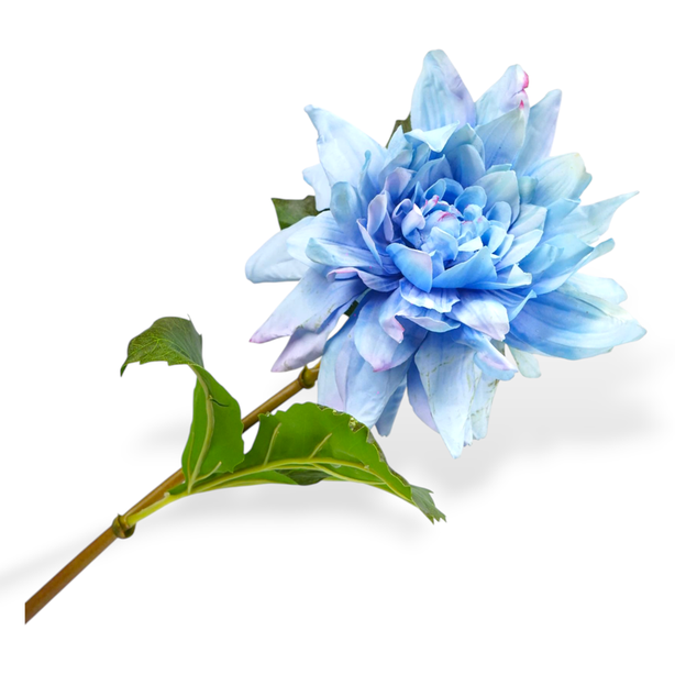 Dahlia Stem Bl/Prp