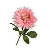 Dahlia Stem Pink