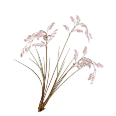 Grass Spray Pink