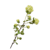 Snowball Spray Green