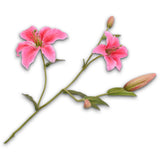 Lily Spray Pink Dk