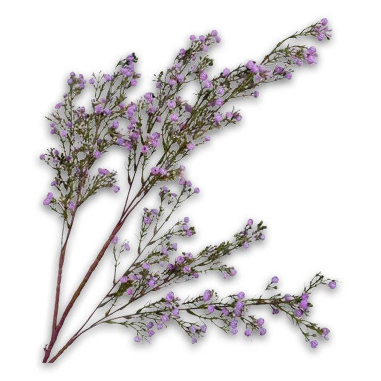 Gypsophila Spray Lavend 103 Cm