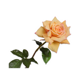 Rose Stem Yellow