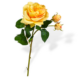 Rose Spray Yellow