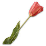 Tulip Stem Rd/Yl