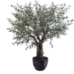 OLIVE TREE GREEN 240 CM