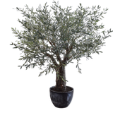 OLIVE TREE GREEN 240 CM