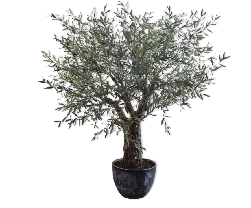 OLIVE TREE GREEN 240 CM