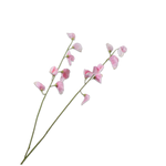Lathyrus Spray Pink Lt Rt