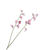 Lathyrus Spray Pink Lt Rt