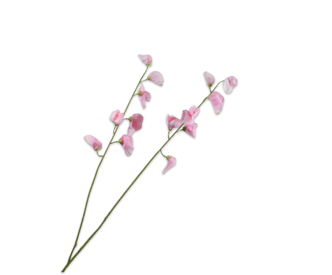 Lathyrus Spray Pink Lt Rt