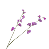 Lathyrus Tak Lavend Rt