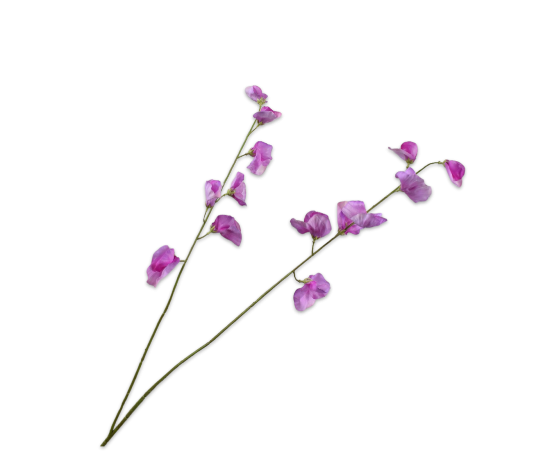 Lathyrus Tak Lavend Rt