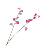 Lathyrus Spray Pink Rt