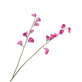 Lathyrus Spray Pink Rt