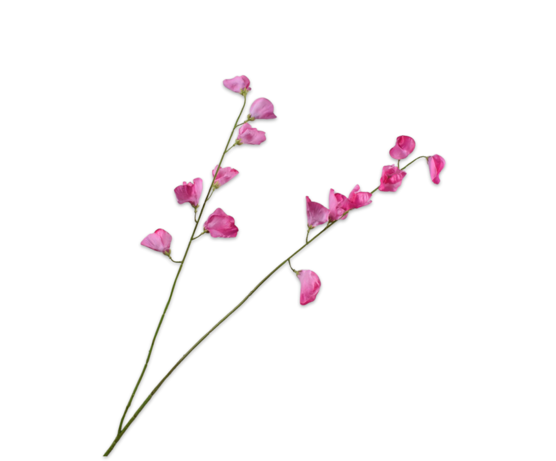 Lathyrus Spray Pink Rt