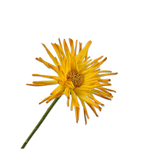 Gerbera Stem Yellow