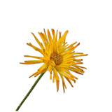 Gerbera Stem Yellow