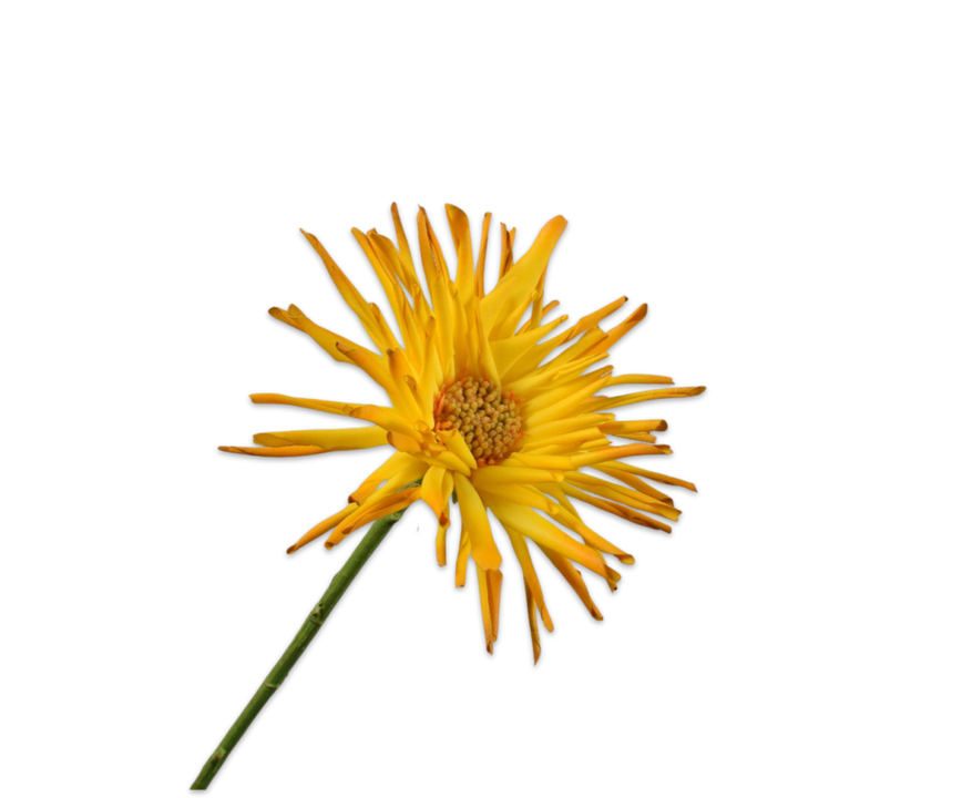 Gerbera Stem Yellow