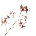 Orchid Spray Pnk/Brn