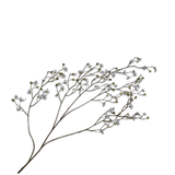 Blossom Spray White