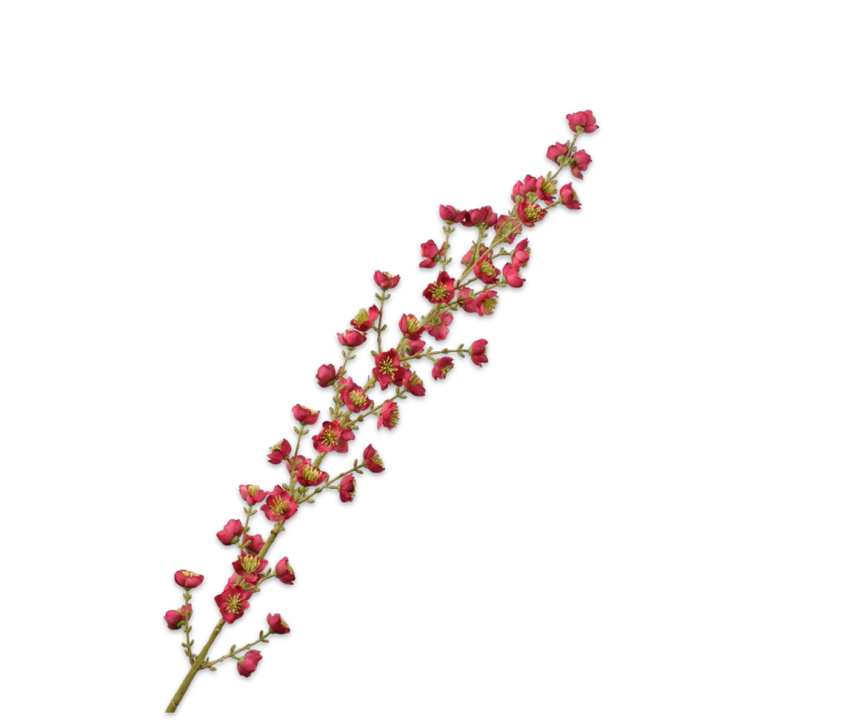 Blossom Stem Beauty