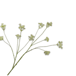 Queen An Lace Spray White