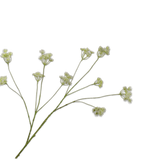 Queen An Lace Spray White