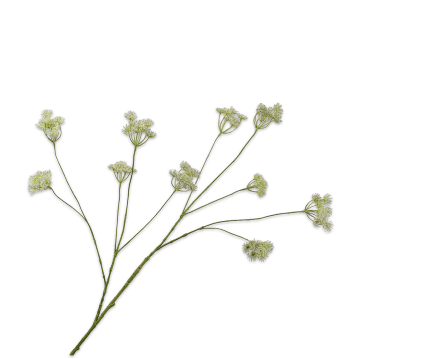 Queen An Lace Spray White