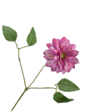 Clematis Spray Beauty