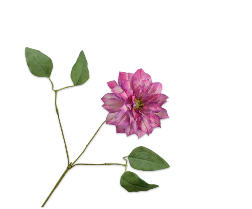 Clematis Spray Beauty