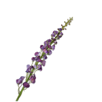 Lathyrus Stem Purple Rt