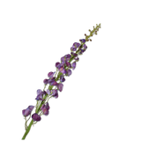 Lathyrus Stem Purple Rt