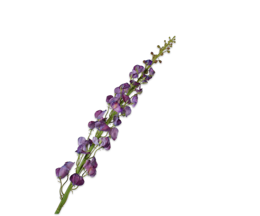 Lathyrus Stem Purple Rt