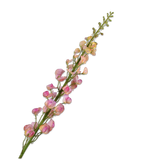Lathyrus Stem Ora/Pnk Rt
