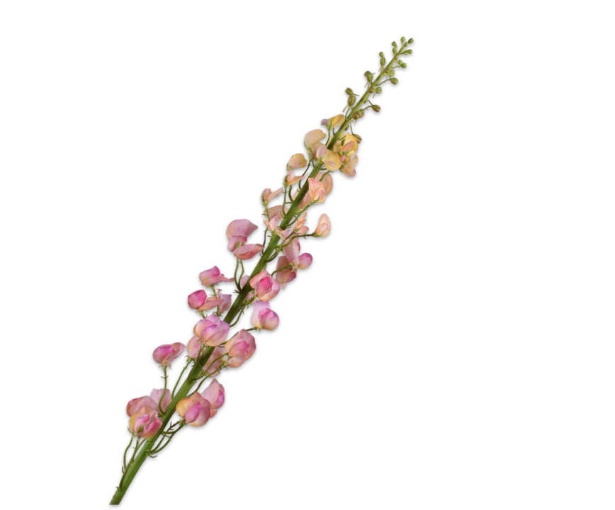 Lathyrus Stem Ora/Pnk Rt