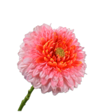 Gerbera Stem Pink Rt