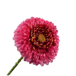 Gerbera Stem Beauty Rt