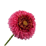 Gerbera Stem Beauty Rt