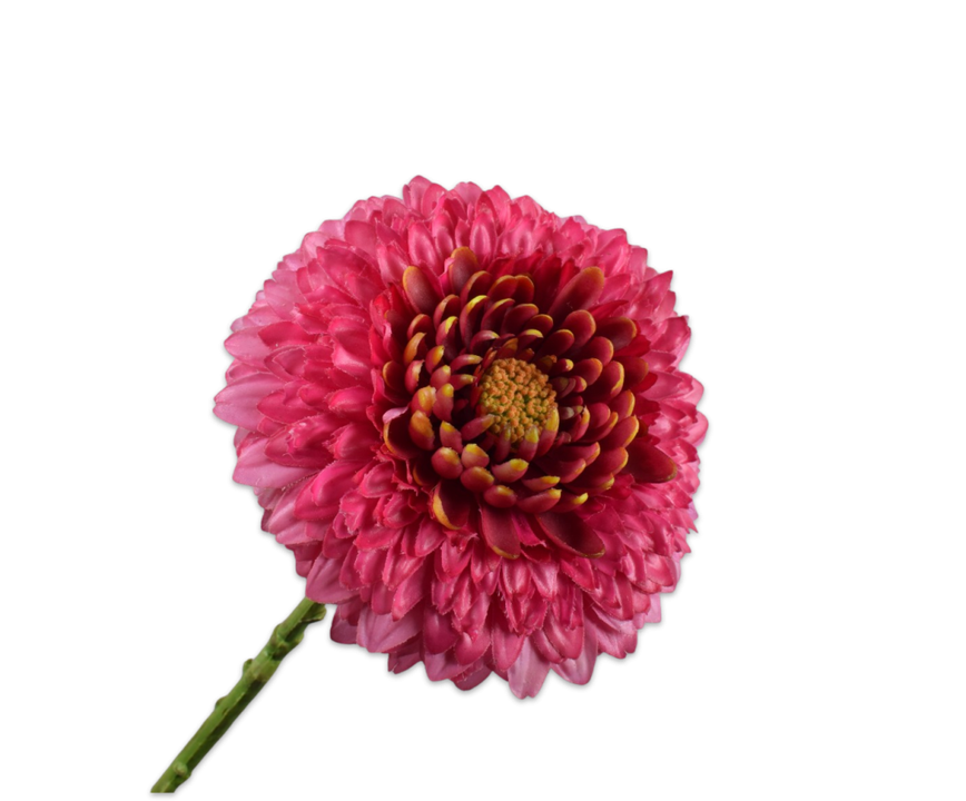 Gerbera Stem Beauty Rt
