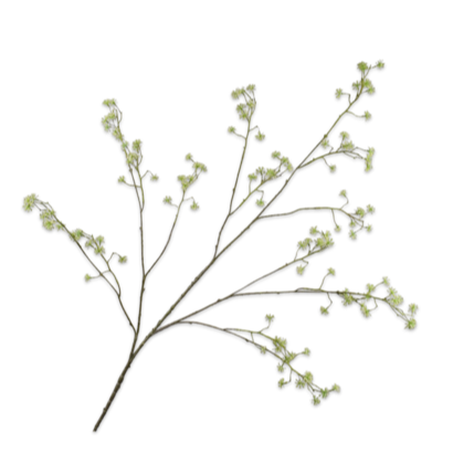Queen An Lace Spray Green