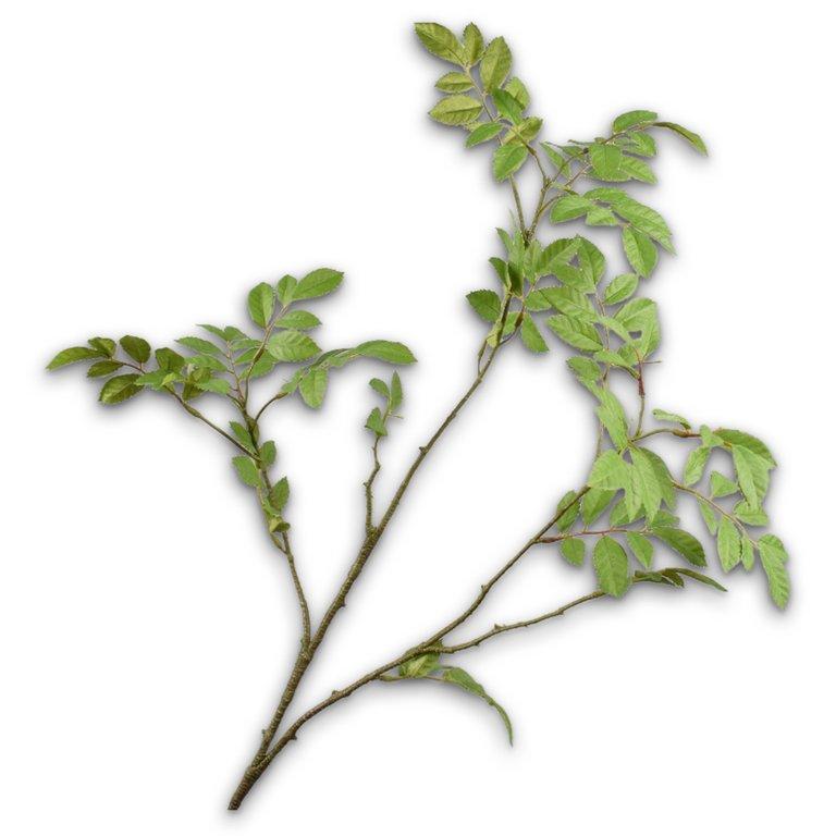 Leaf Spray Green-76Cm