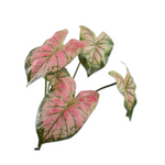 Alocasia Bush Rd/Grn