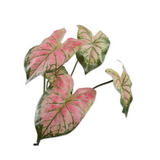 Alocasia Bush Rd/Grn