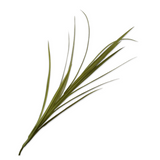 Yucca Spray Green