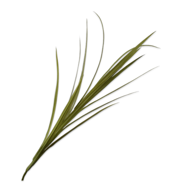 Yucca Spray Green