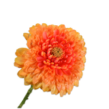 Gerbera Stem Orange Rt