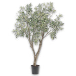 Olive Tree Green