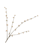 Peach Blossom Peach